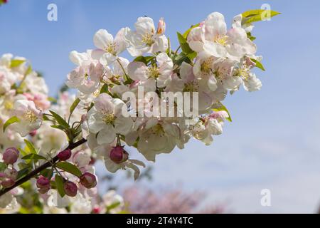 Obstblüte im alten Land Stockfoto