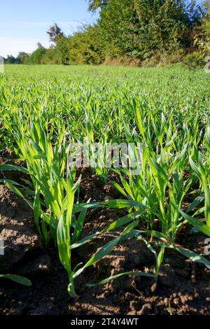 Jungkorn wächst auf einem Feld. Schleswig-Holstein, Dassendorf, Wintergerste, Horduem vulgare Stockfoto