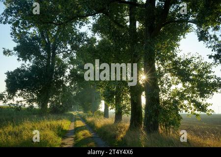 Avenue mit Pappeln (Populus) im Hintergrund am Morgen. Brandenburg, Koetzlin x hybridus Stockfoto