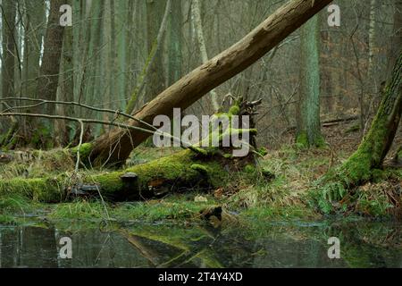 Ein umgestürzter Baum, bedeckt mit Moos und Pilzen in einem Erlensumpfwald. Erle (Alnus glutinosa), Brandenburg, Chorin, Biosphärenreservat Schorfheide-Chorin Stockfoto