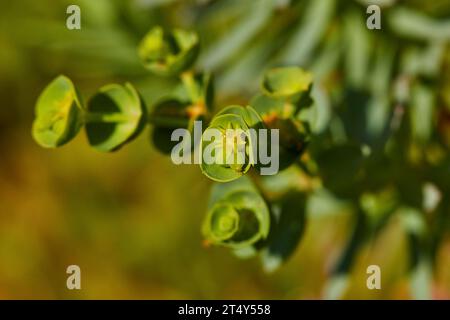 Makro, Blumen, Nahaufnahme, Cala Pulcino, kleine Schlucht, Dream Bay, Insel Lampedusa, Provinz Agrigento, pelagische Inseln, Sizilien, Italien Stockfoto