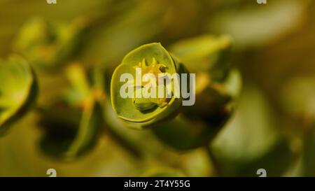 Makro, Blumen, Nahaufnahme, Cala Pulcino, kleine Schlucht, Dream Bay, Insel Lampedusa, Provinz Agrigento, pelagische Inseln, Sizilien, Italien Stockfoto