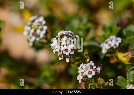 Makro, Blumen, weiß-lila kleine Blüten, Nahaufnahme, Cala Pulcino, kleine Schlucht, Traumbucht, Insel Lampedusa, Provinz Agrigento, pelagische Inseln Stockfoto