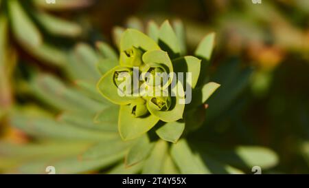 Makro, Blumen, Nahaufnahme, Cala Pulcino, kleine Schlucht, Dream Bay, Insel Lampedusa, Provinz Agrigento, pelagische Inseln, Sizilien, Italien Stockfoto