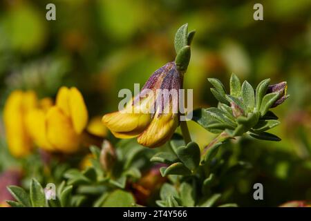 Makro, Blumen, Nahaufnahme, gelb-violette Kelche, Cala Pulcino, kleine Schlucht, Traumbucht, Insel Lampedusa, Provinz Agrigento, pelagische Inseln, Sizilien Stockfoto