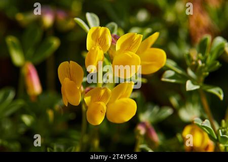 Makro, Blumen, gelbe Blütenblätter, Nahaufnahme, Cala Pulcino, kleine Schlucht, Traumbucht, Insel Lampedusa, Provinz Agrigento, pelagische Inseln, Sizilien, Italien Stockfoto