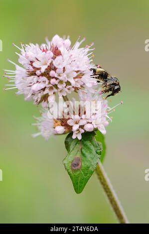 Furchenbiene oder Schmalbiene (Lasioglossum calceatum) auf Wasserminze (Mentha aquatica) oder Bachminze, Nordrhein-Westfalen, Deutschland Stockfoto