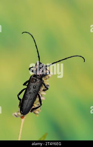 Moschuskäfer (Aromia moschata), Nordrhein-Westfalen, Deutschland Stockfoto