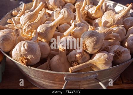 Knoblauchköpfe in einer Metallwanne auf einem Bauernmarkt Stockfoto