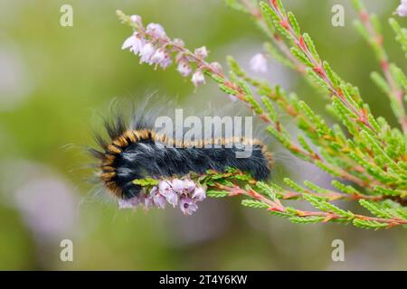 Fuchsmotte (Macrothylacia rubi), caterpillar, Gelderland, Niederlande Stockfoto