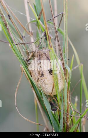 Wespenspinne (Argiope bruennichi), Eierkokons, Nordrhein-Westfalen, Deutschland Stockfoto