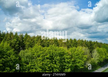Baumwald unter bewölktem blauen Himmel entlang einer schmalen Straße. Schöner Tag in der Natur, abseits der lebendigen Landschaft, grün. Blick auf die Umgebung Stockfoto