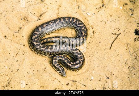 Javelin Sand boa (Eryx jaculus jaculus) Stockfoto