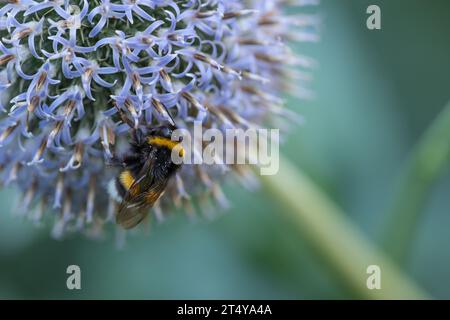 Große Hummel auf einer Distel. Purpurblume Echinops sphaerocephalus. Blaue große Glockendistel oder blasslila blühende Pflanze. Hummel und perfekt Stockfoto