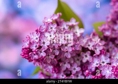 Blühender flieder blumen. Makro Foto. Stockfoto