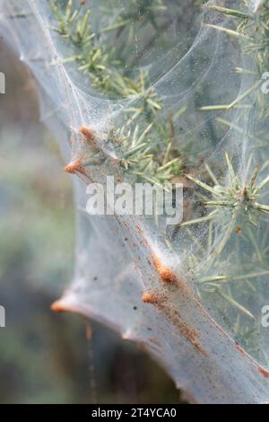 Gindermilbengruppen (Tetranychus lintearius) versammelten sich an den Extremitäten des Seidenzelt, das sie auf einem Gorsenbusch (Ulex europaeus) Dorset gedreht haben. Stockfoto