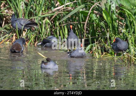 Eine Gruppe von Gallinulen, Gallinula galeata, entlang des Grasrandes der Küste, die sich selbst reinigen. Stockfoto