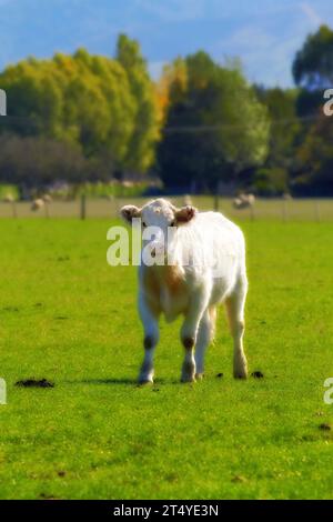 Porträt eines Kuhkalbes auf freiem Land mit grünem, gesund aussehendem Gras. Eine kleine weiße Kuh steht auf einem Feld ohne die Mutter. Zuchtkälber Stockfoto