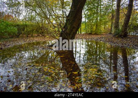 Eine große Pfütze aus Regenwasser, die die Basis eines Baumes umgibt, mit Reflexionen und im Wasser sichtbaren Blättern. Stockfoto