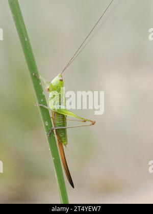 Langer geflügelter Kegelkopf Stockfoto