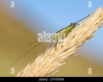 Langer geflügelter Kegelkopf Stockfoto