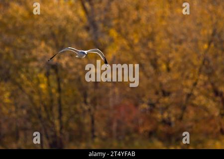 Ringschnabelmöwe im Flug mit Herbstbäumen im Hintergrund an einem Herbsttag in Iowa. Stockfoto