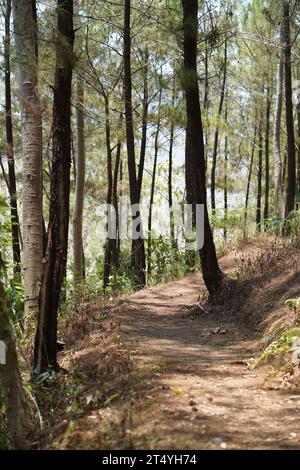Ein unbefestigter Pfad führt durch einen üppigen Kiefernwald in Tulungagung, Ost-Java, Indonesien. Stockfoto