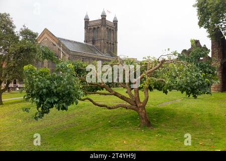 Baum (Kleine Laubkalk?) Auf dem Gartengelände der St. Botolph's Priory in Colchester, Essex, gegründet um 1093. Die neuere St. Botolph’s Church ist dahinter. (136) Stockfoto