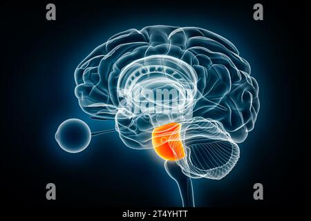 Pons laterale Röntgenansicht 3D-Rendering-Illustration. Menschliche Hirnstammanatomie oder Hirnstammanatomie, Medizin, Gesundheitswesen, Biologie, Wissenschaft, Neurowissenschaft, neurol Stockfoto