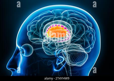 Putamen in Orange, Nucleus accbens in grün und Nucleus caudate in purpurer 3D-Darstellung mit Körperkonturen. Menschliches Gehirn, Basalganglien A Stockfoto