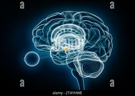 Röntgenologische Darstellung des zerebralen Amygdalaprofils in 3D-Darstellung. Menschliches Gehirn und limbisches System Anatomie, Medizin, Gesundheitswesen, Biologie, Wissenschaft, Neurosci Stockfoto