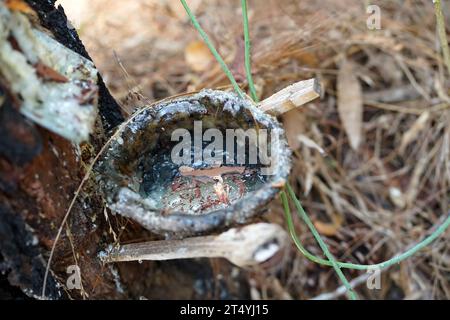 Eine Schale mit Harz hängt von einer Kiefer in Tulungagung, Ost-Java, Indonesien. Stockfoto