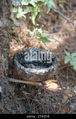 Eine Schale mit Harz hängt von einer Kiefer in Tulungagung, Ost-Java, Indonesien. Stockfoto