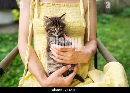 Ein glückliches Kätzchen genießt es, von der Hand einer Frau gestreichelt zu werden. Ein schönes kleines Kätzchen sitzt in den Armen eines Mädchens in einem gelben Kleid Stockfoto