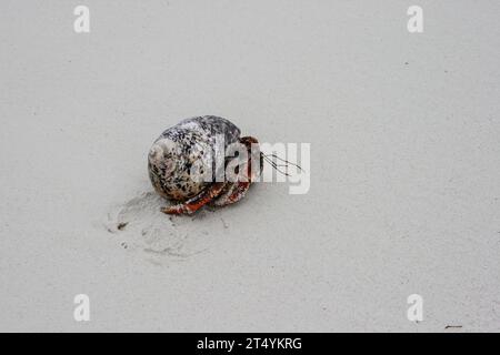 Einsiedlerkrabbe am Sandstrand Stockfoto