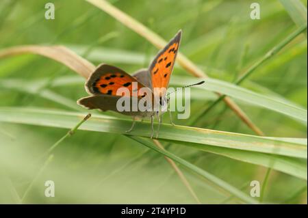 Detaillierte Nahaufnahme des kleinen, farbenfrohen europäischen gewöhnlichen Kupferschmetterlings Lycaena phlaeas auf einer Wiese Stockfoto