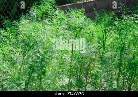 Gesunde Ernährung. Grüner junger Bio-Dill wächst im Garten. Stockfoto