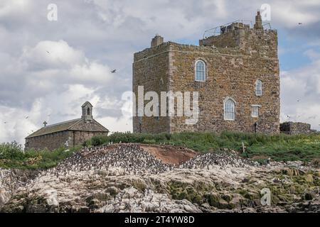 Ein Gebäude und eine verlassene Kirche auf einer Klippe, die mit Seevögeln bedeckt ist Stockfoto