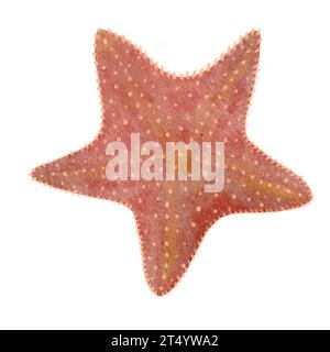 Aquarell handgezeichnete Seesterne auf weiß Stockfoto