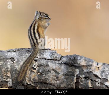 Rückseite des geringsten Spanmunks auf der Linb Stockfoto