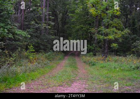Eine Landstraße verschwindet in den Wäldern auf Forstland. Die Straße ist weniger befahren. Stockfoto