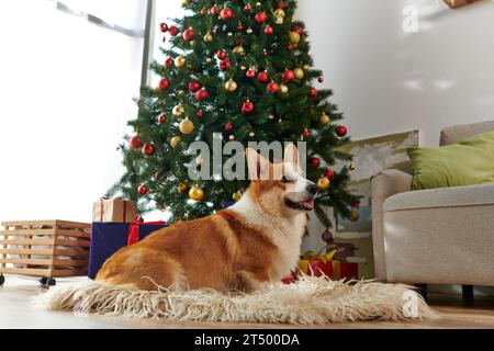 Entzückender Corgi-Hund, der auf flauschigem und weichem Teppich sitzt und in der Nähe des geschmückten Weihnachtsbaums hinaufblickt Stockfoto