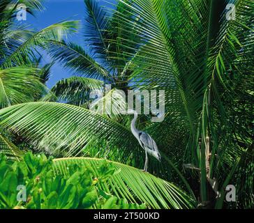 Malediven. Wasservogel. Graureiher (Ardea cinerea). Auf Kokospalmenblättern stehen. Stockfoto