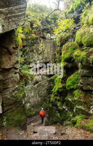 Lud's Church in der Nähe von Gradbach, einem tiefen, mit Millstone Grit bewachsenen Abgrund, Peak District National Park, Staffordshire, England Stockfoto