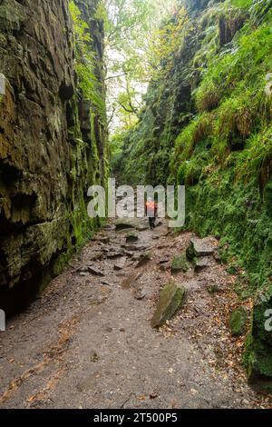 Lud's Church in der Nähe von Gradbach, einem tiefen, mit Millstone Grit bewachsenen Abgrund, Peak District National Park, Staffordshire, England Stockfoto