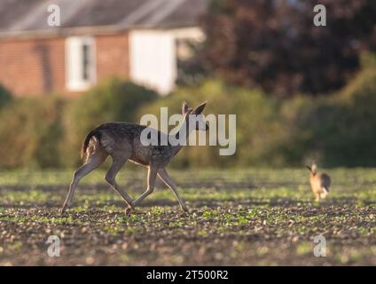 Ein heller, fleckiger Damhirsch und ein Hase, der über ein Zuckerrübenfeld läuft, zeigen Kraft und Fitness in einem Action-Shot. Suffolk, Großbritannien Stockfoto