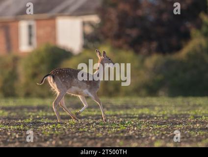 Ein helles, fleckiges Damhirsch , das auf einem Zuckerrübenfeld sprintet , zeigt ihre Kraft und Fitness in einem atemberaubenden Action-Shot . Suffolk, Großbritannien Stockfoto