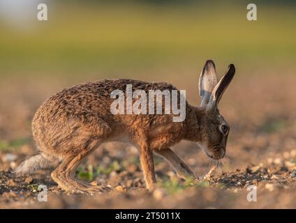 Eine detaillierte Nahaufnahme eines wilden Braunen Hasen , bereit zum Laufen , am Rande des Bauernfeldes im goldenen Licht . Suffolk, Großbritannien. Stockfoto