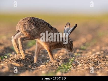 Brauner Hase ( Lepus europaeus) füllt den Rahmen, läuft über ein Zuckerrübenfeld, zeigt seine langen Beine und die flexible Wirbelsäule. Suffolk, Großbritannien Stockfoto