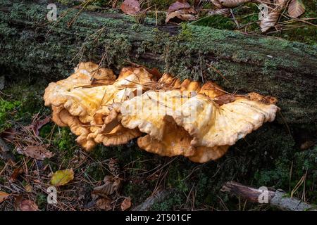 Zwei große Todesmütze Pilze auf dem Waldboden mit herbstlichem Laub Stockfoto